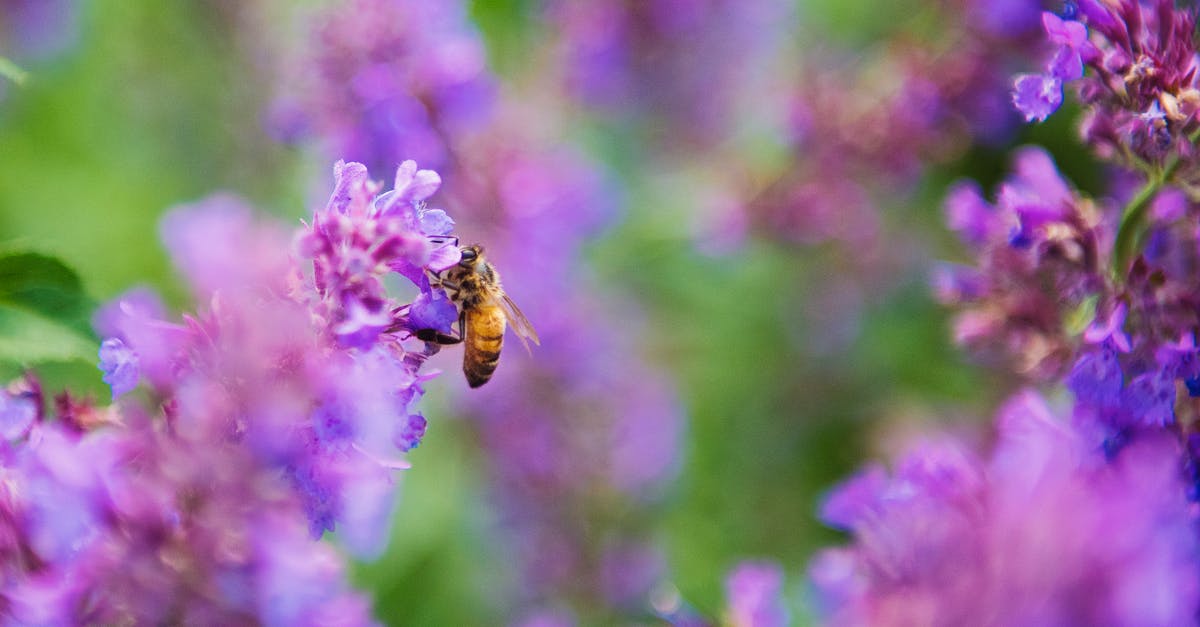 Where are we to infer that the bug was planted in The Conversation? - Selective Focus Photography of Honey Bee on Lavender