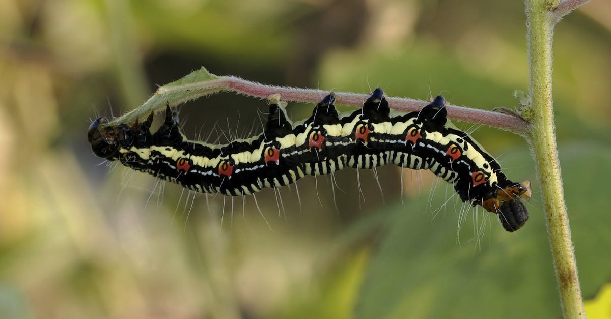 Where are we to infer that the bug was planted in The Conversation? - Black White and Brown Caterpillar on Green Grass