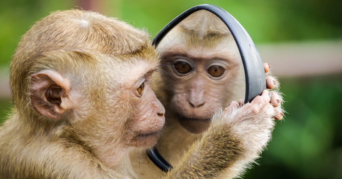Where did Beast end up while looking into the mirror? - Closeup Photo of Primate