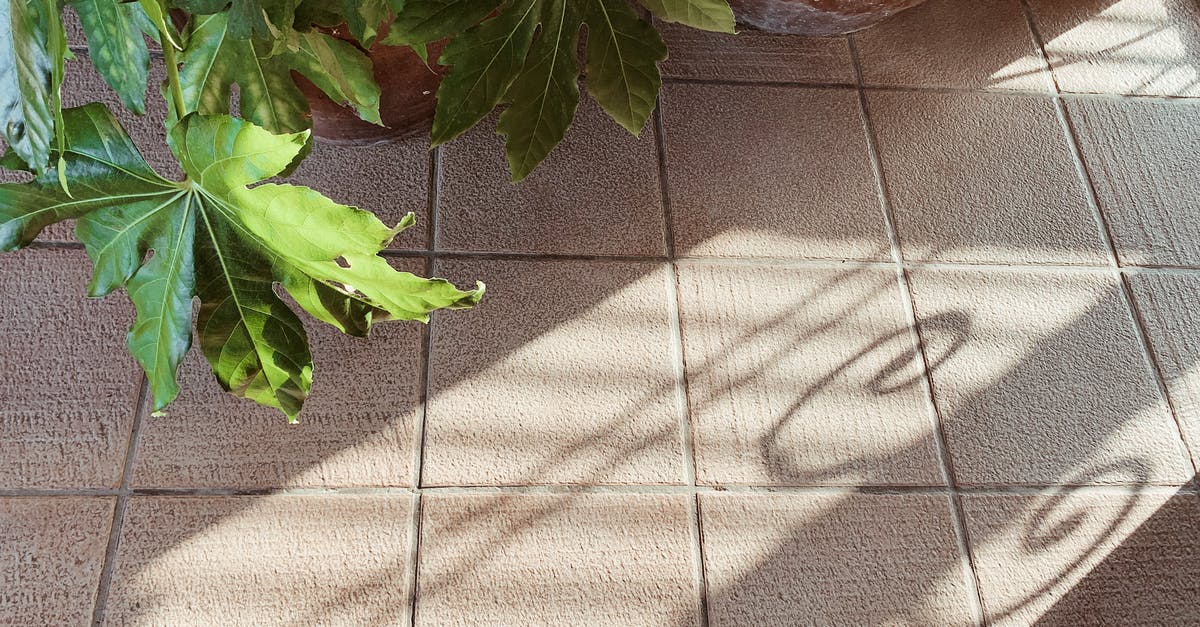Where did the line about the reason for the big eyes come from? - Tiled floor with potted plant and shadow