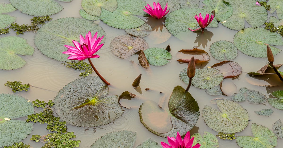 Where did the river of pink slime come from? - From above of green lily pad floating in muddy pond water in summer day