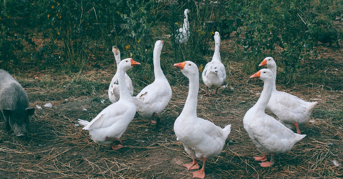 Where does Goose even come from, was he Danvers’ pet before the incident? - Gaggle of white geese and black pig walking near green bushes in countryside