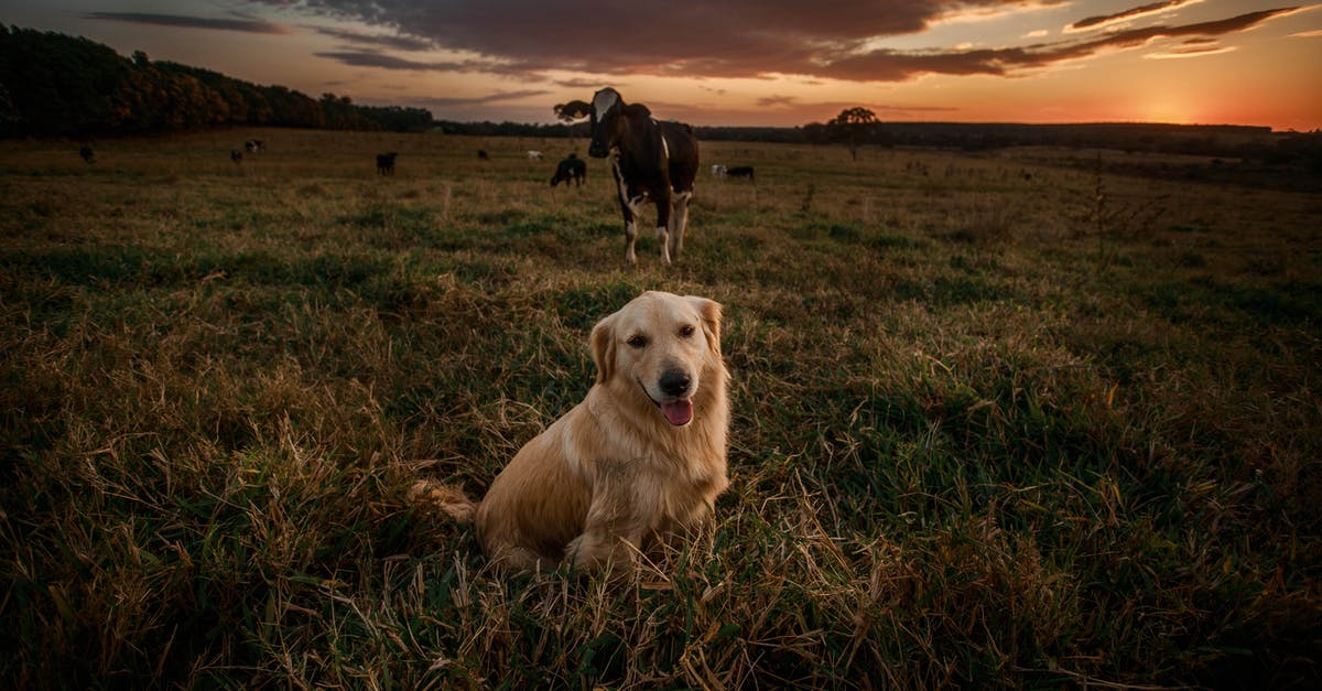 Where does Goose even come from, was he Danvers’ pet before the incident? - From above of charming purebred dog with tongue out sitting on grass lawn near cows under bright cloudy sky at sunset and looking at camera
