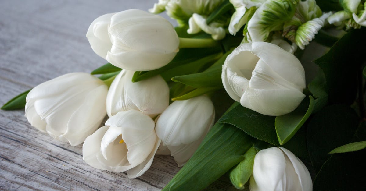 Where is Lucifer in Supernatural Season 8? - Aromatic fresh white tulips and Super Parrot tulips placed on wooden surface in daytime