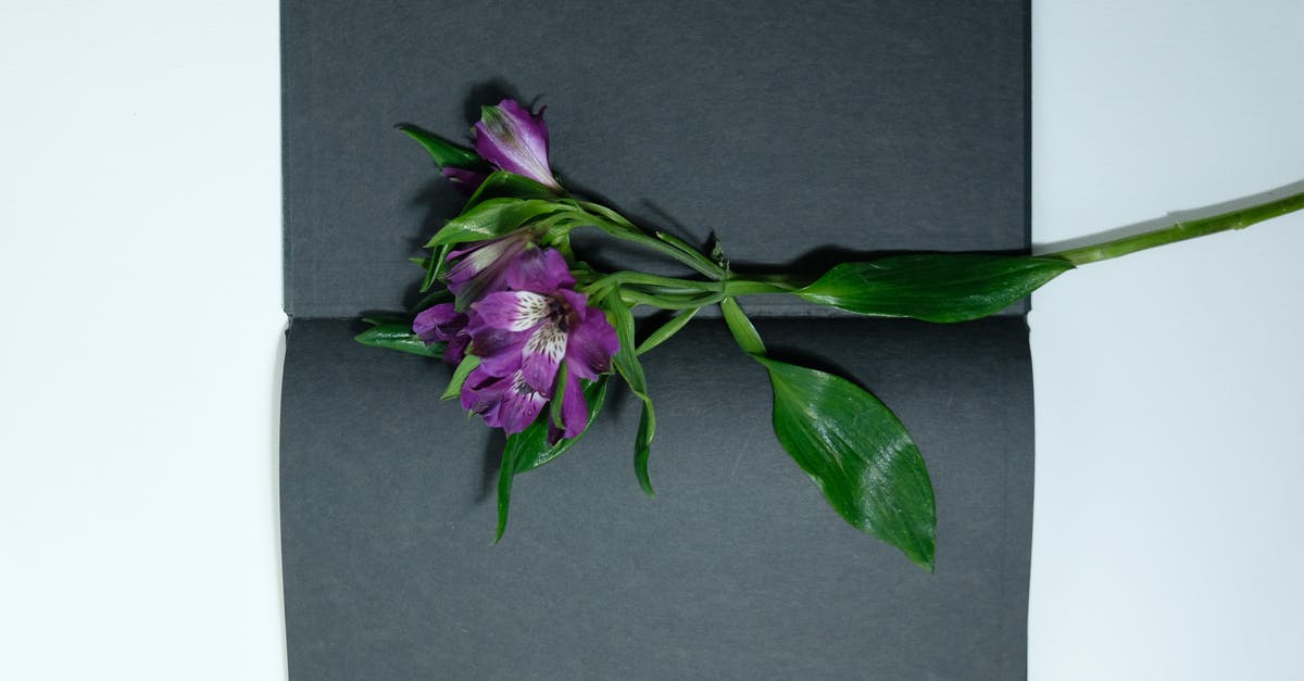 Where is Mr. Wolf seen to be present in his introduction scene in Pulp Fiction? - Top view of bright violet flower placed in opened book with black pages on gray background