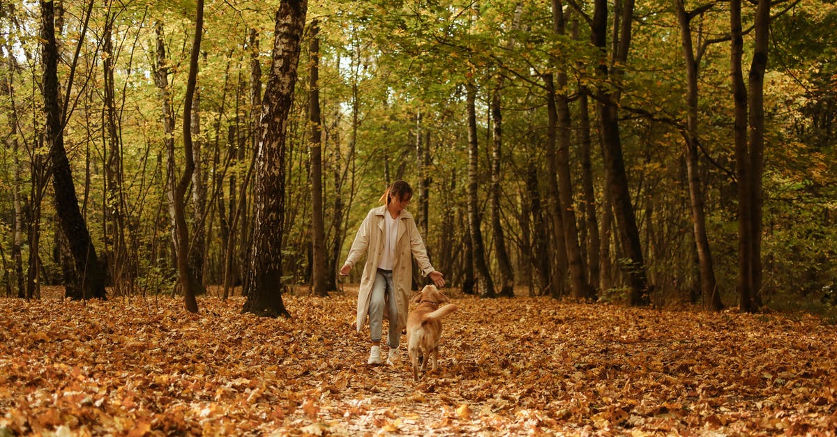 Where were Saul & Mira at the end of Season 3? - Woman in White Dress Walking on Brown Leaves on Forest