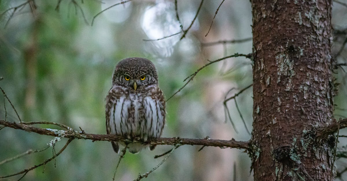 Which of the previous Star Wars films does one need to watch before Rogue One? - Brown Owl Perched on Brown Tree Branch