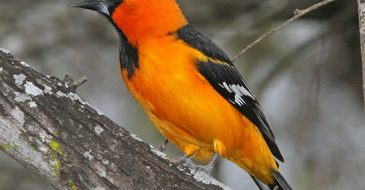 Who are the little guys wearing orange robes? - Orange and Black Bird Perching on Tree Branch