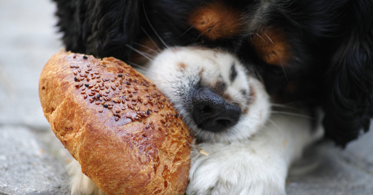 Who are these Sesame Street characters? [closed] - Tricolor Cavalier King Charles Spaniel Puppy Eating Bread