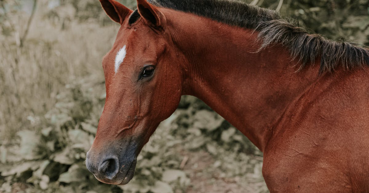 Who burned down the horse stables? - Close Up Photo of Brown Horse