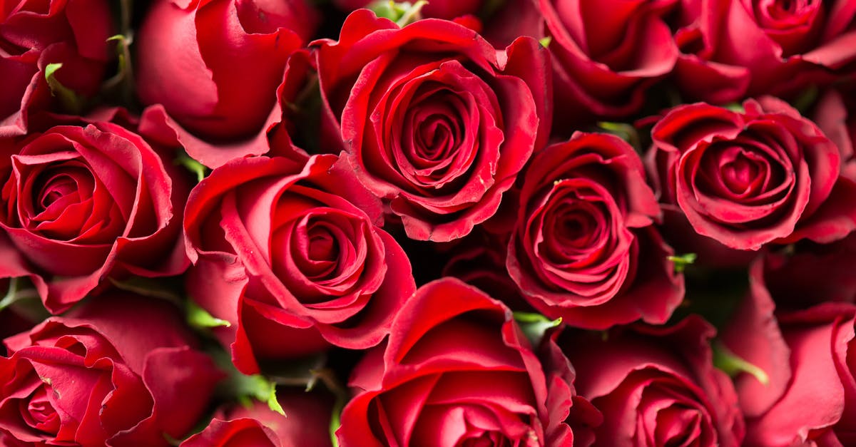 Who did Valentine call? - Red Roses Close Up Photography