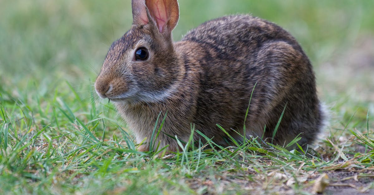 Who Framed Roger Rabbit Allegory? - Brown Rabbit on Green Grass