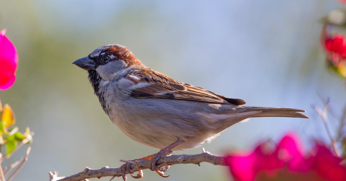 Who is Aslan in the Pevensies' world? - Close-up of a Brown Old World Sparrow Bird
