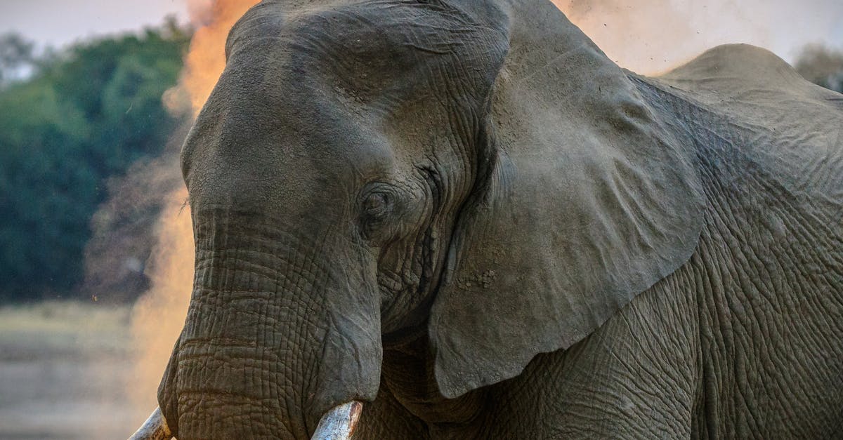 Who is Jerry Pershek (Pachyderm)? - Photo of Elephant