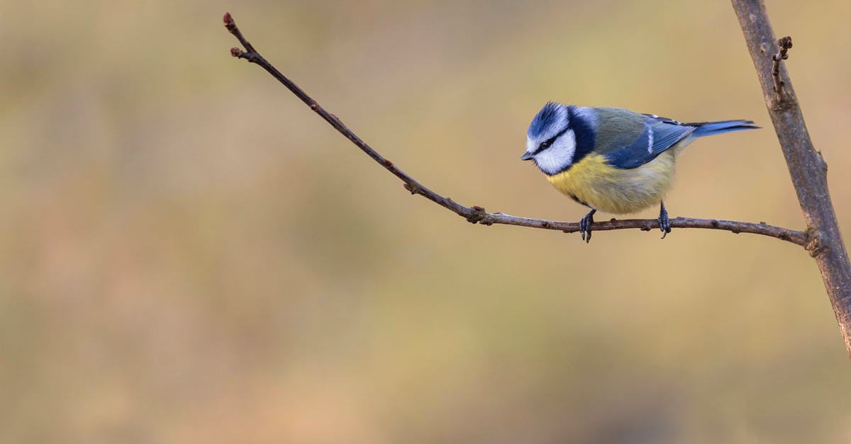 Who is the murderer in P'tit Quinquin or Li'l Quinquin? - Eurasian Blue Tit Perched on the Twig 