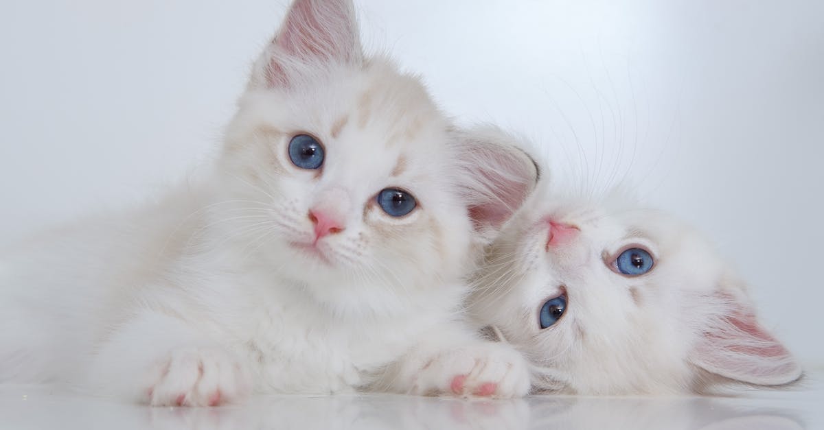 Who is the real life reflection of Sancorp? - Cute white fluffy kitties with blue eyes lying on reflective surface together and looking at camera