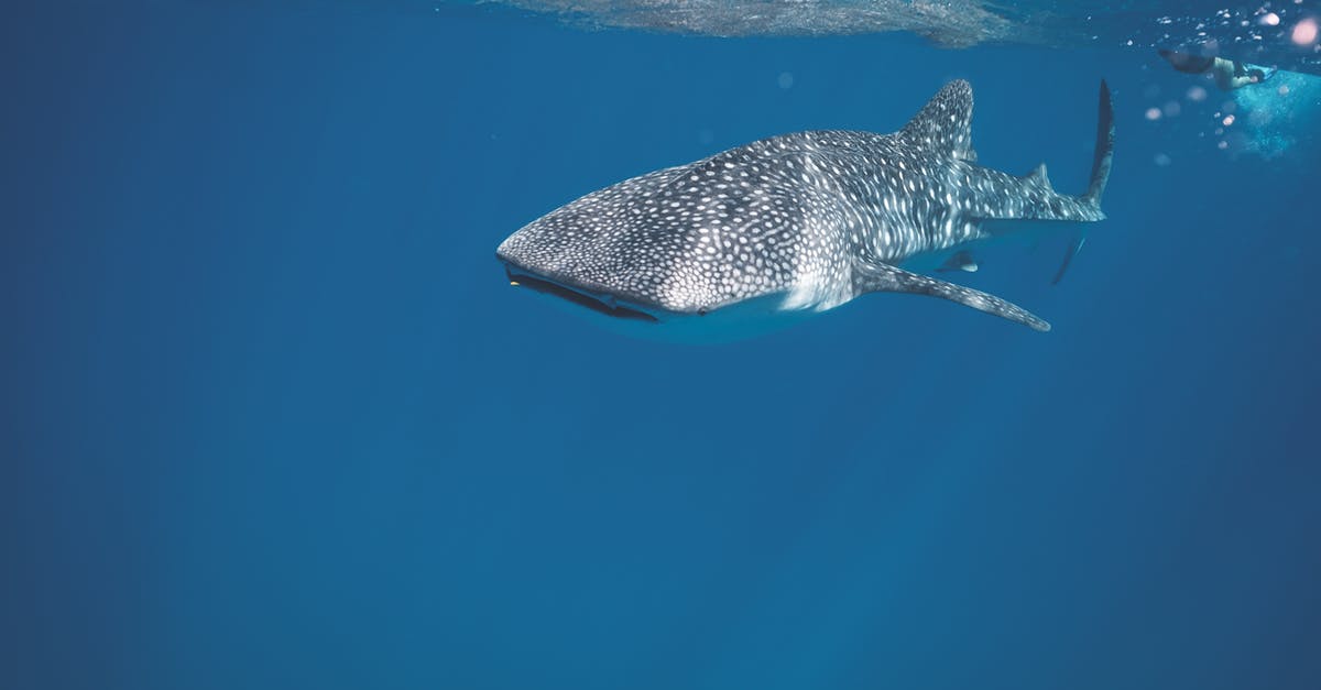 Who is the real life reflection of Sancorp? - Whale shark swimming under crystal clear water of ocean near surface under sunlights