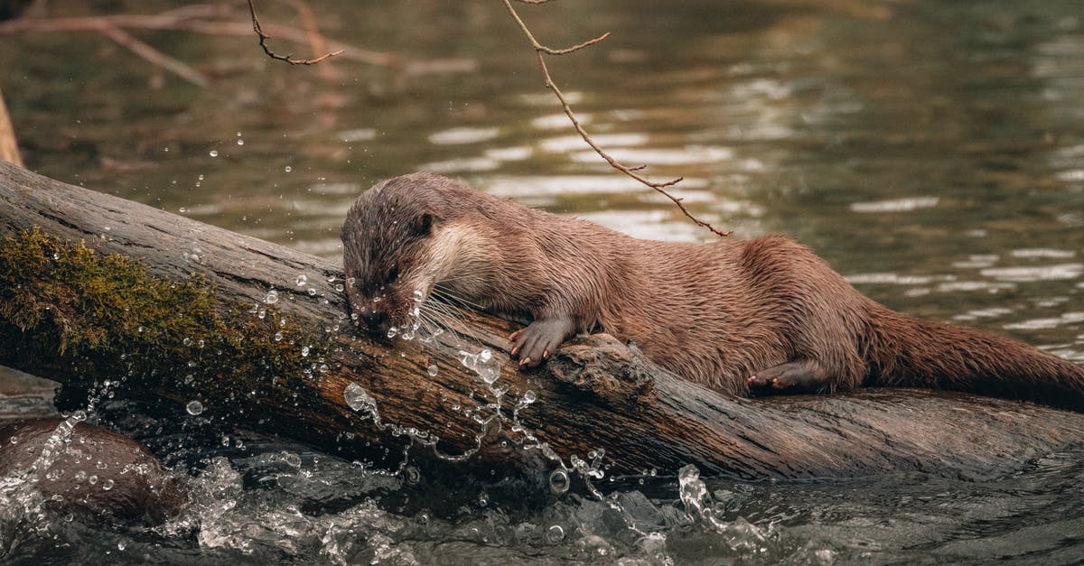 Who really killed Mr Brown in Reservoir Dogs? - Otter with log among splashes in river