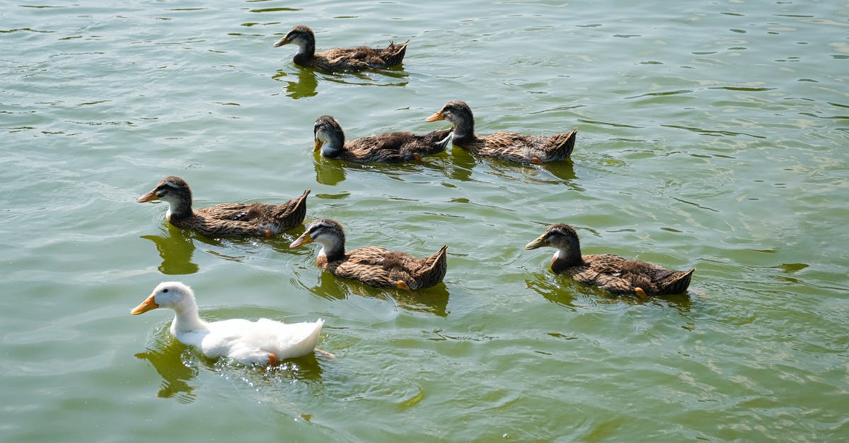 Who really killed Mr Brown in Reservoir Dogs? - Ducks swimming in lake water
