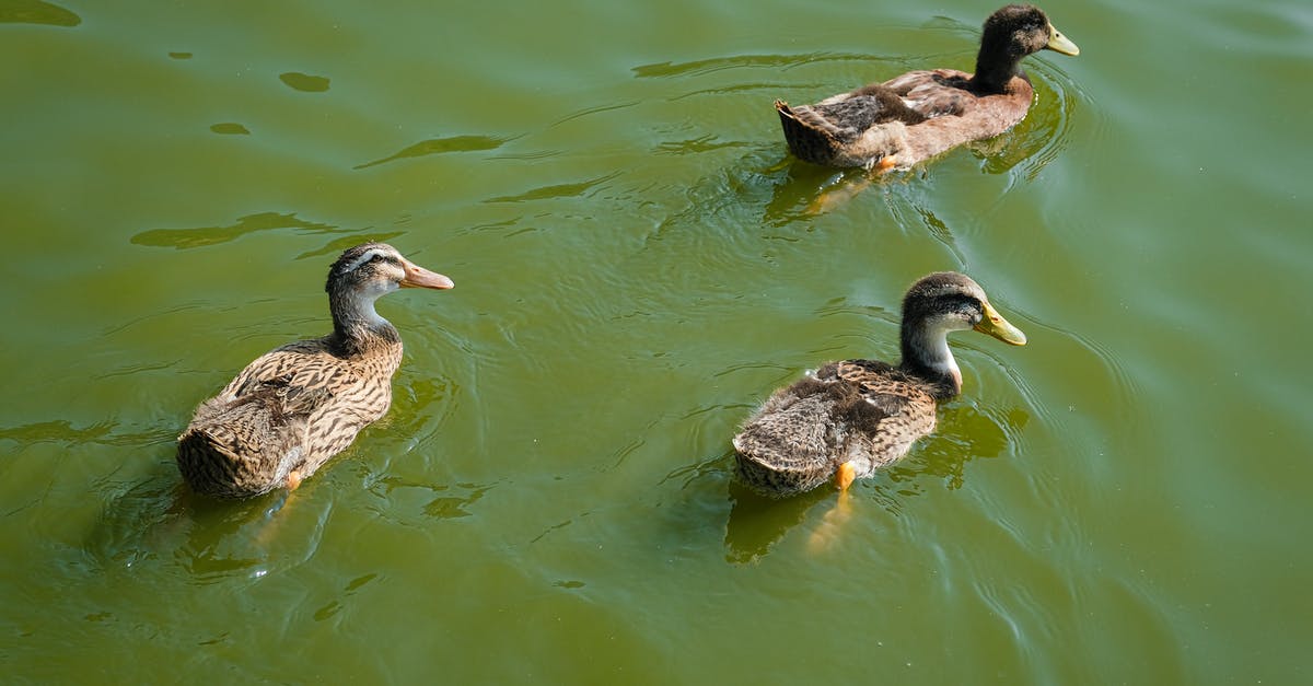Who really killed Mr Brown in Reservoir Dogs? - Domestic ducklings in green water