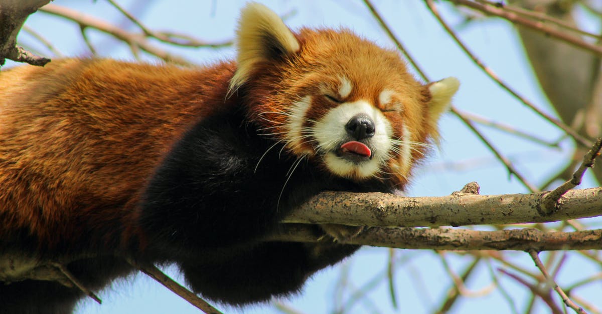 Who sent Ilsa Faust out in the field, and why? - Red Panda on Brown Tree Branch