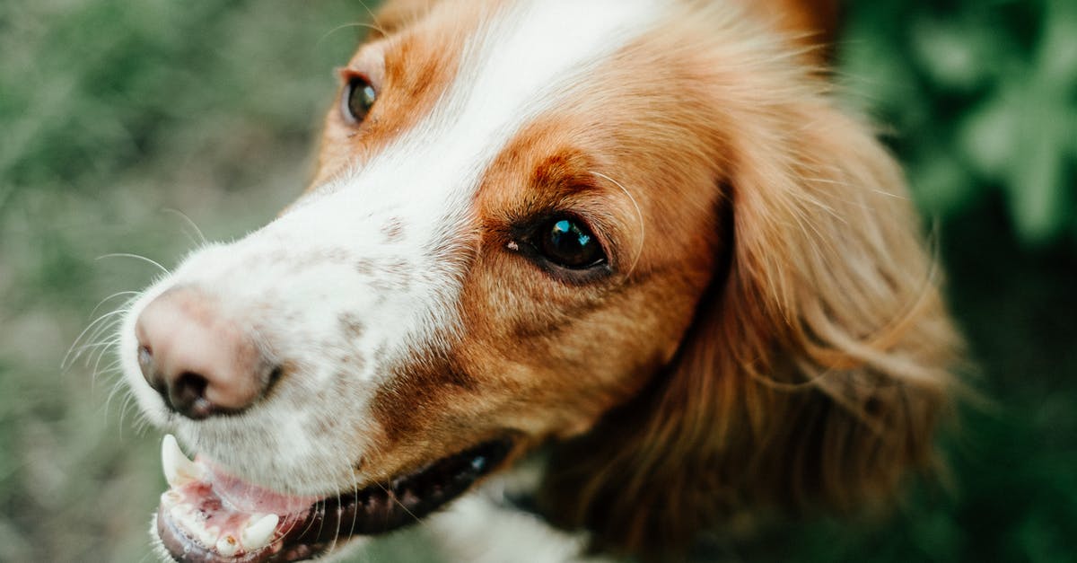 Who was feeding Zeus the dog while Cecilia was away from the mansion? - From above of adorable orange Brittany Spaniel with white muzzle standing on green grassy lawn and looking away