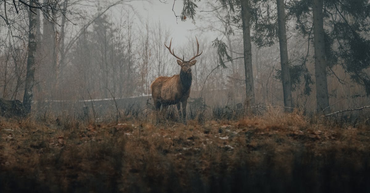 Who was the horned creature Luthor was seen with in Batman V Superman: Ultimate Edition? - Wild deer with antlers standing on yellow grass in misty forest in autumn