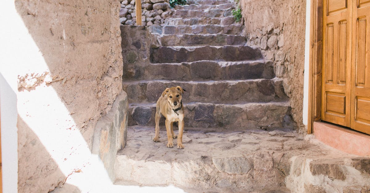 Who was the old dog in the space suit? - Adorable dog in collar on stone stairway of aged town district in sunlight