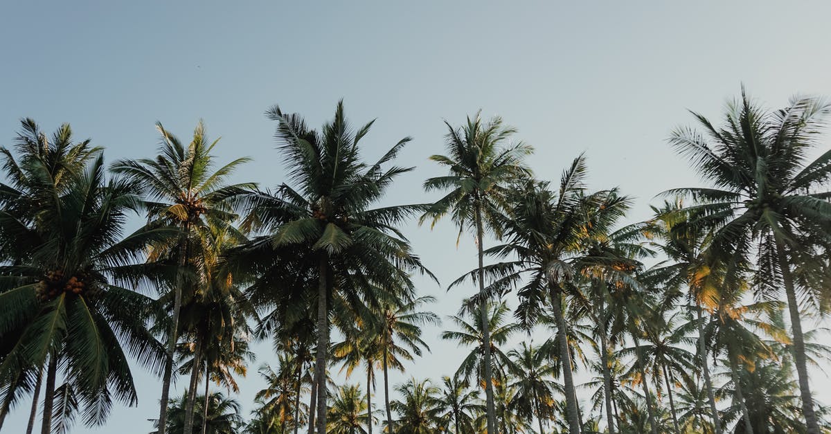 Why are cartoon coconuts (on trees) brown? - Coconut Trees Under Blue Sky at Daytime