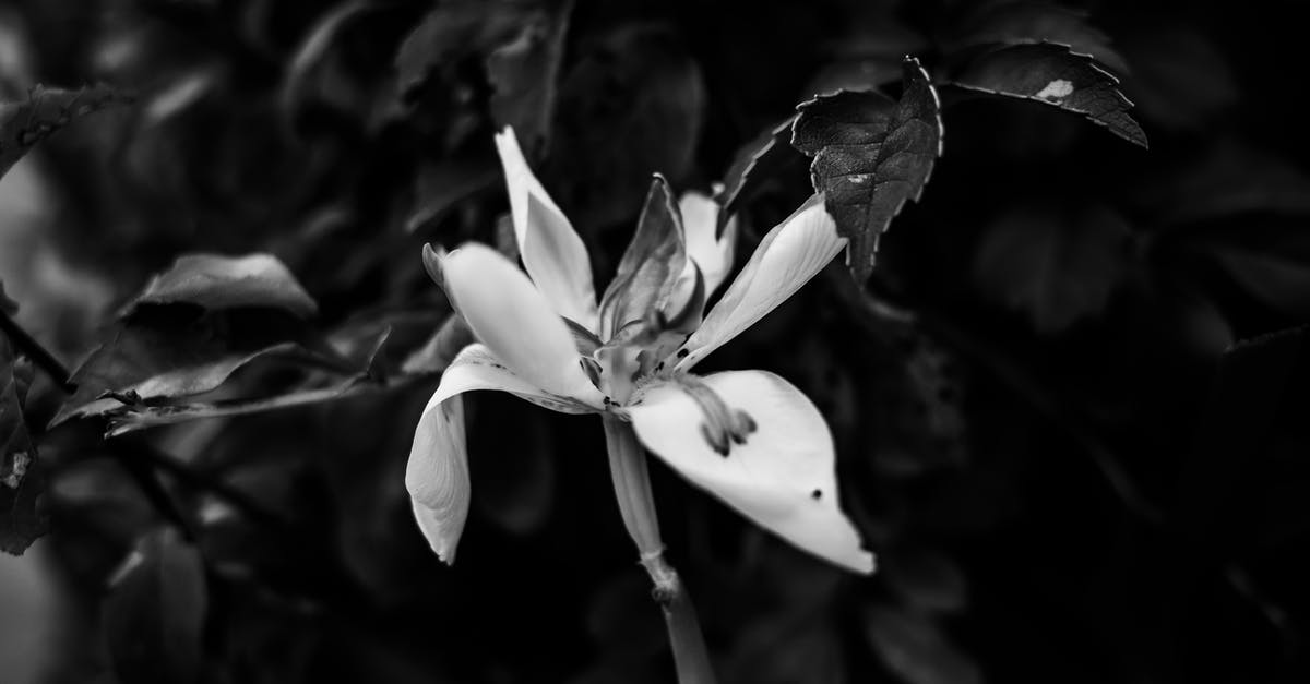 Why are John Clare and Lily immortal? - Grayscale Photo of White Flower