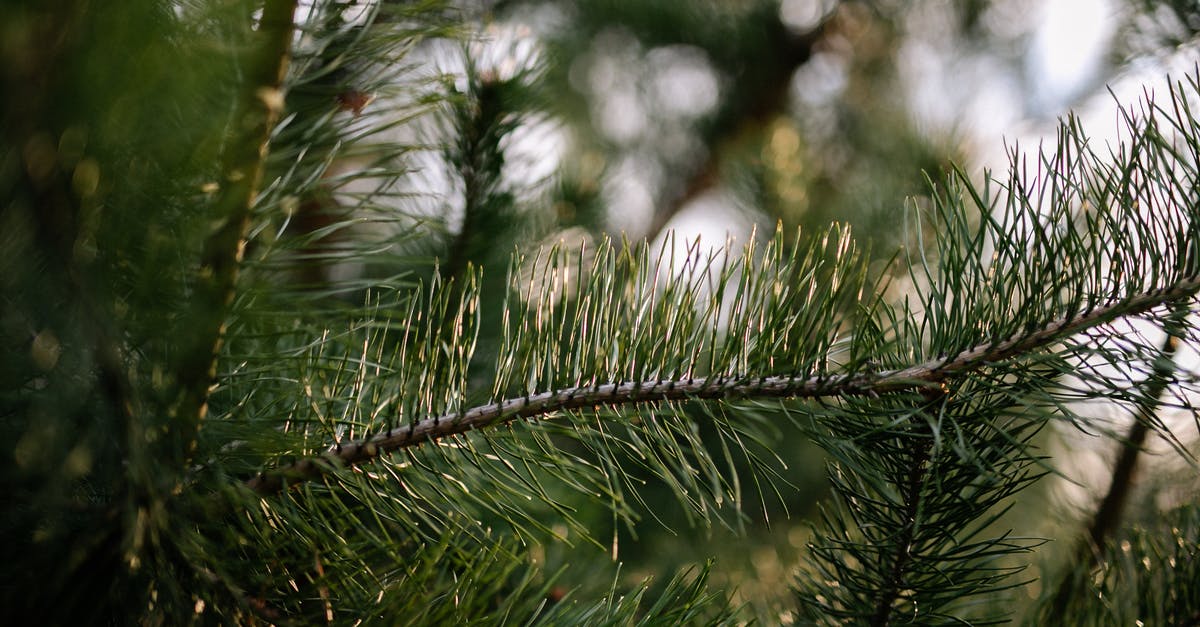 Why are needles pushed in so far in movies? - Green Pine Tree With Snow