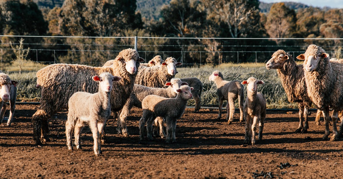 Why are there so many versions of "Criminal:[country]"? - Flock of domestic sheep and cute lambs standing in enclosure in farm on clear summer day