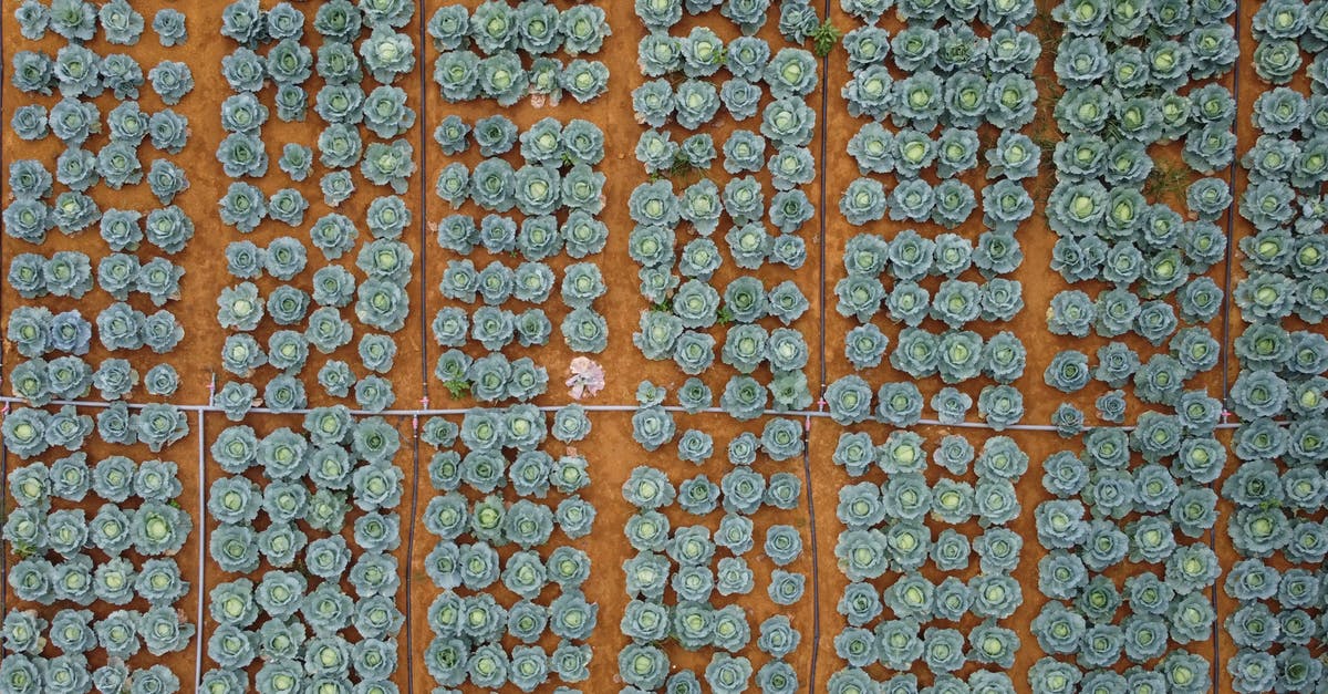 Why are there so many versions of "Criminal:[country]"? - Top view of ripening cabbages growing in rows on fertile soil in farmland