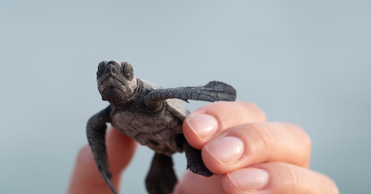 Why aren't there any animated movies of real life personalities? - Person with small turtle in shell