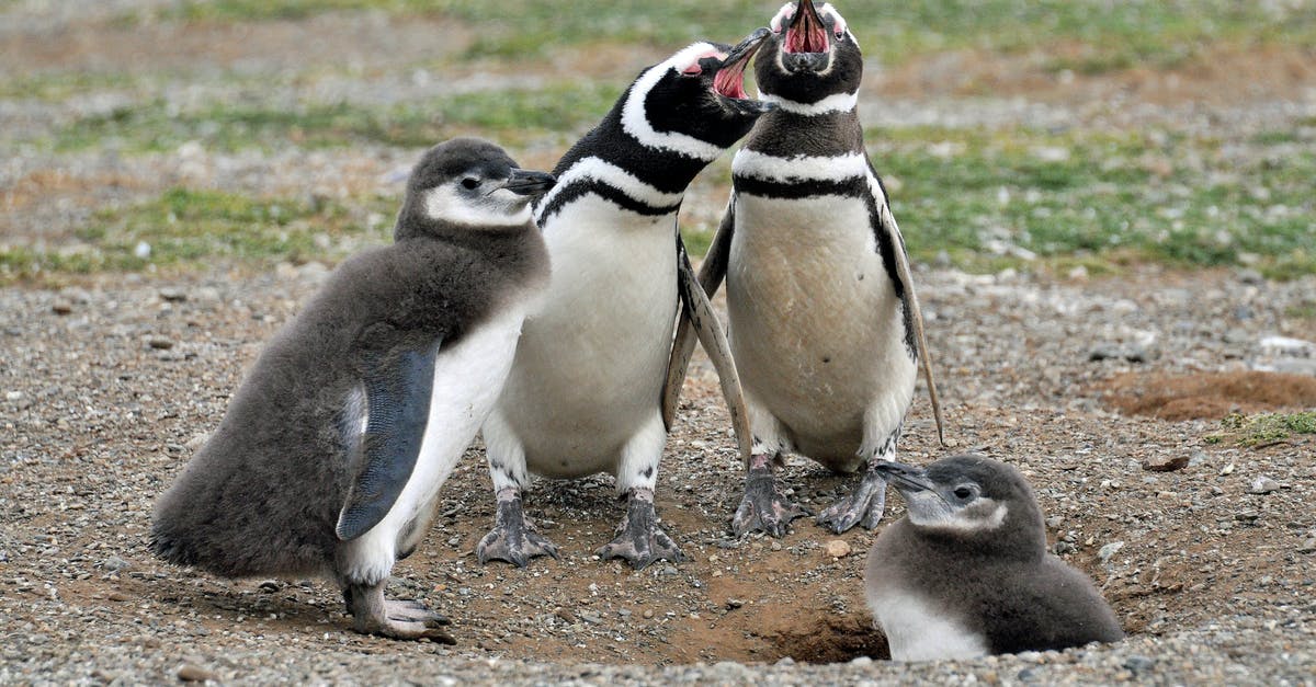 Why did Adam and Barbara have to dig up Beetlejuice? - Two White-and-black Adult Penguins Near Two Penguin Chicks