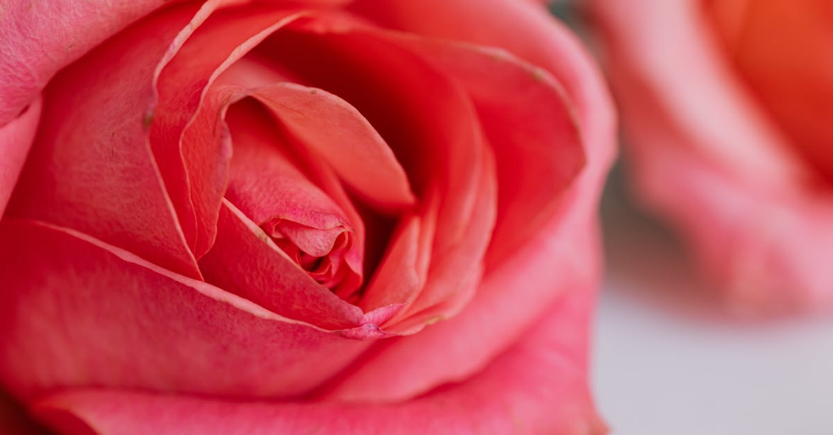 Why did Beowulf bring the prized gift to the cave? - Macro view of pink roses leaning on white table texture for postcards and decorated for wedding celebration in modern apartment during daytime