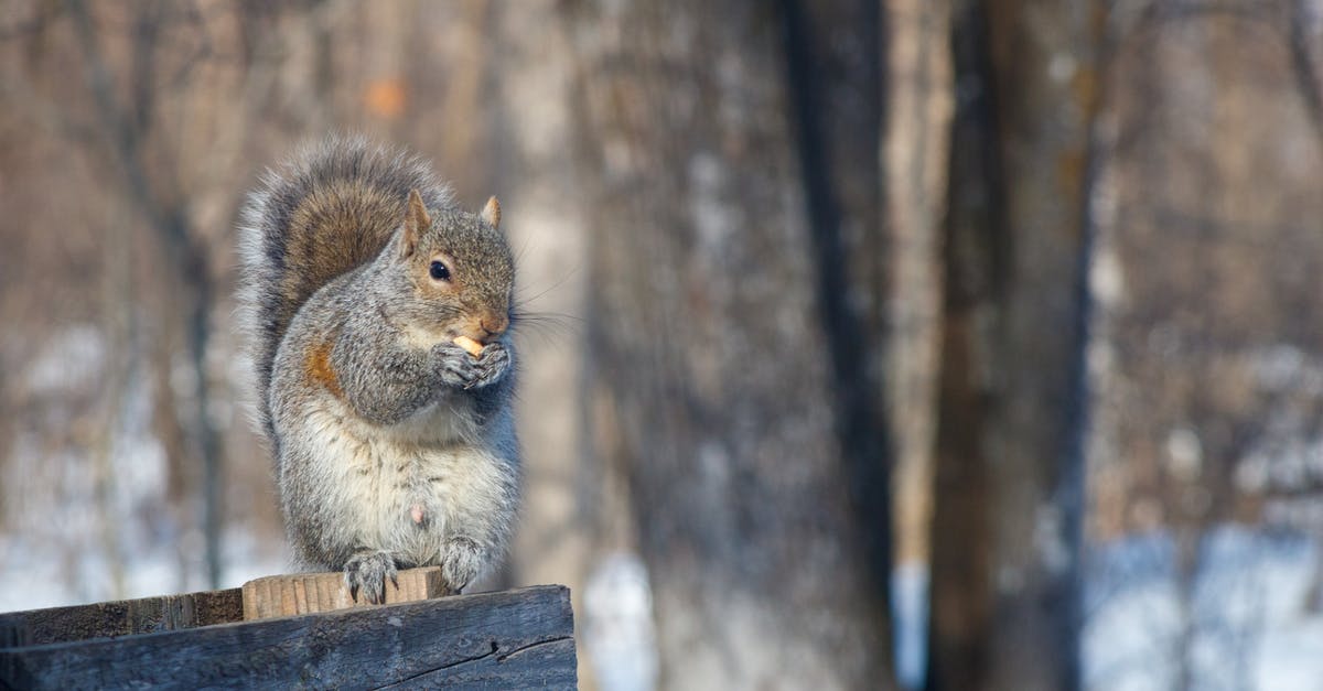 Why did Carroll Shelby toss a nut into the Ferrari pit? - Close-up of Squirrel Sitting on Branch Eating Nut