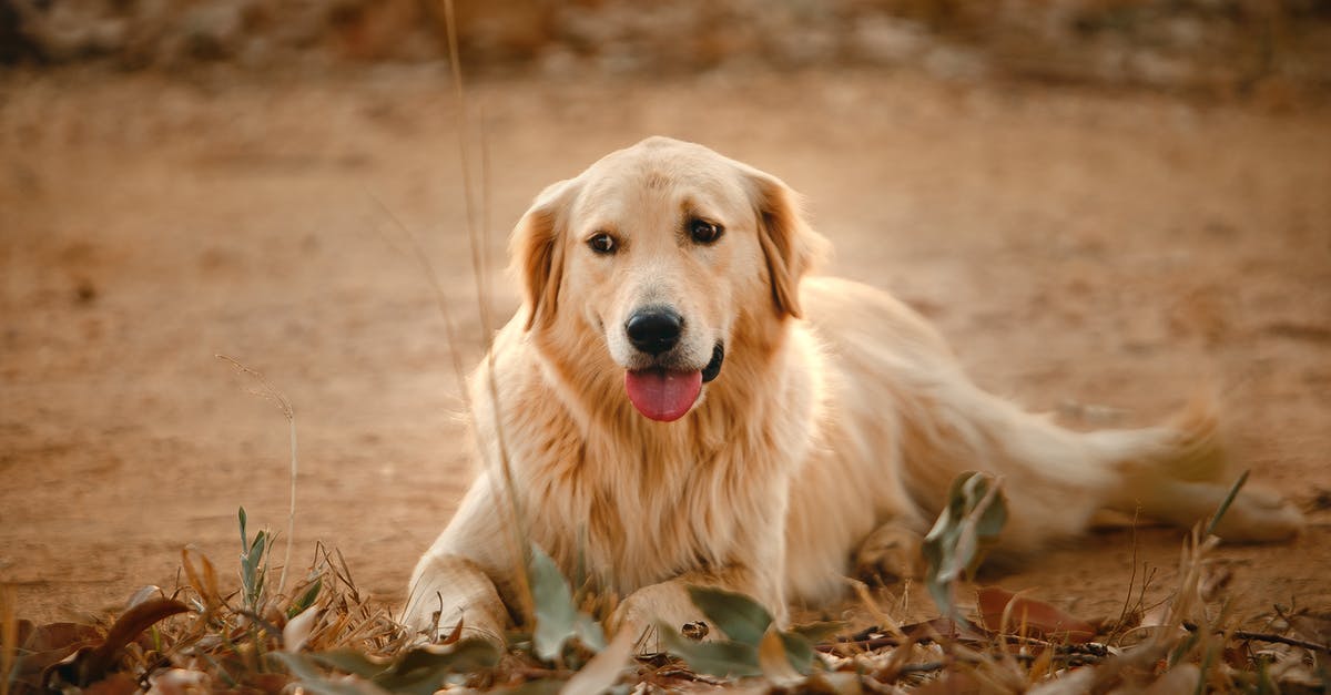 Why did Clark and Lex fall out? - Obedient Golden Retriever spending time in park