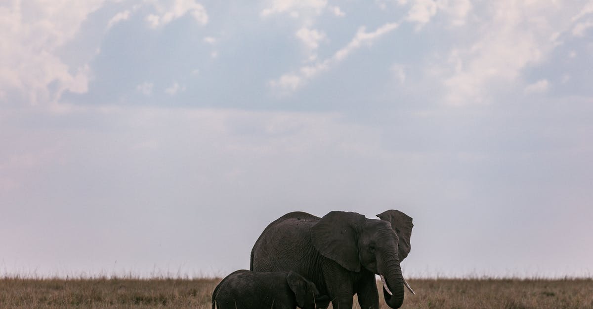 Why did Doc give Baby the gloves? - Elephant cow feeding elephant calf with milk in wild savanna on field with dry grass against clear sky at daytime