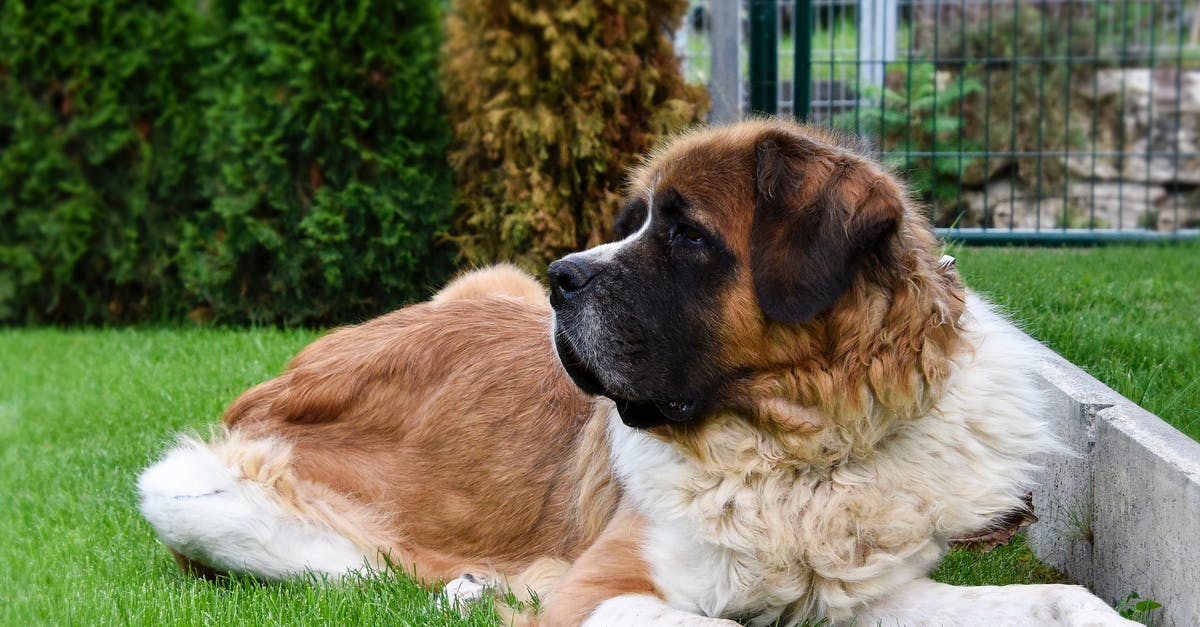 Why did filmmakers choose the particular dog breeds that are showcased? - dog saint bernard,s friend.background animal