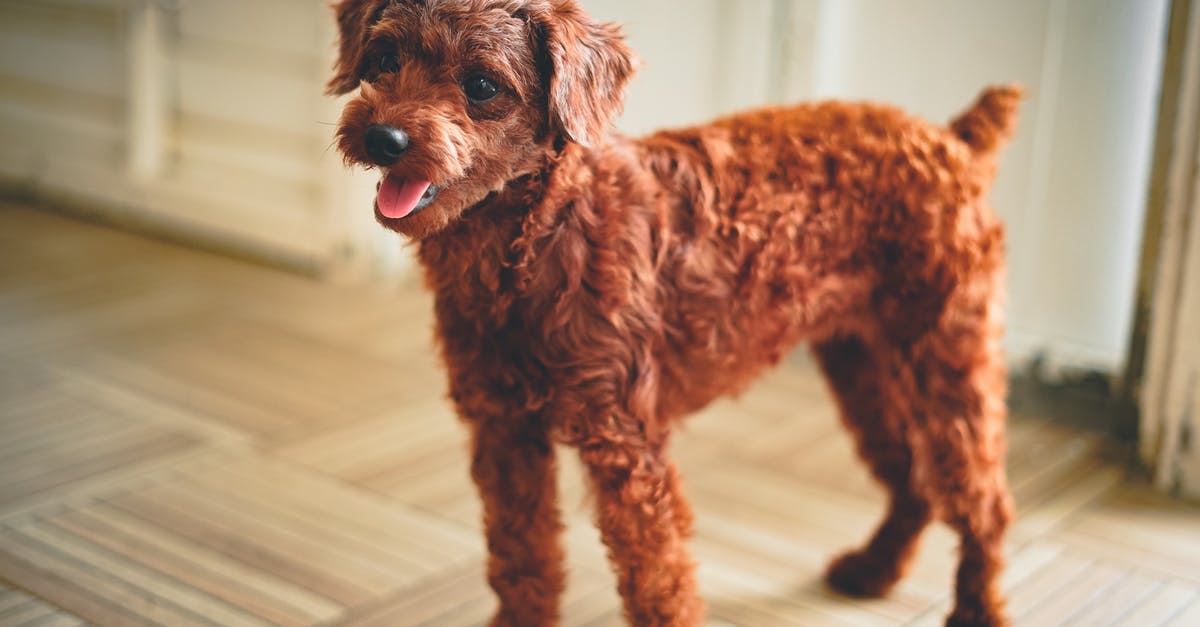 Why did filmmakers choose the particular dog breeds that are showcased? - Brown Poodle on White and Brown Stripe Textile