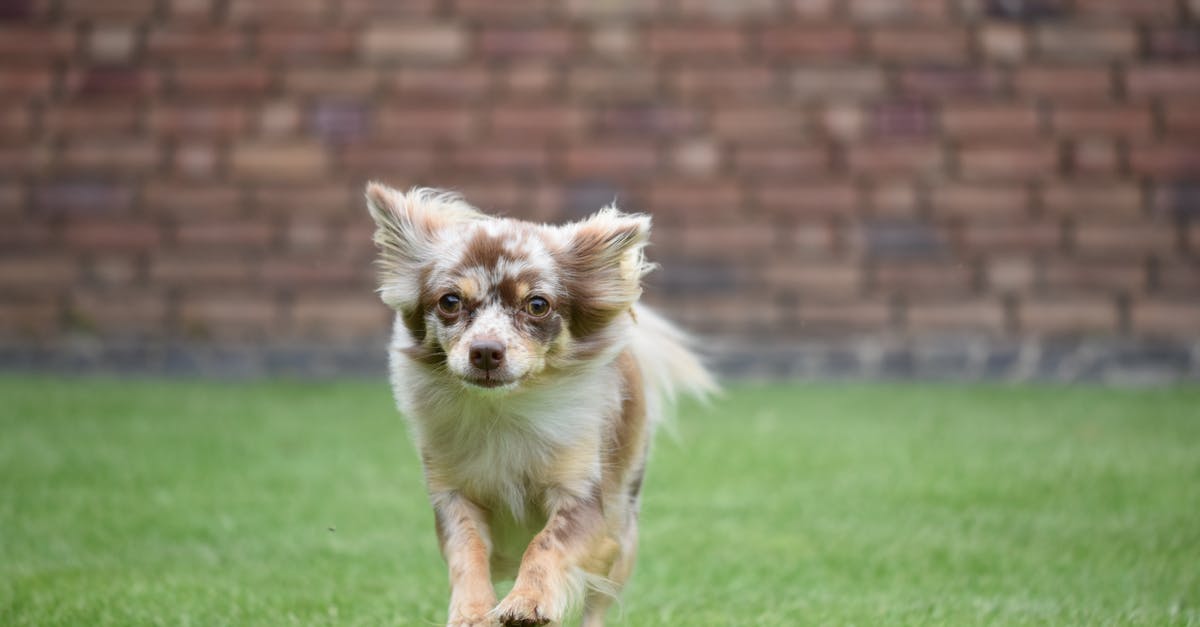 Why did filmmakers choose the particular dog breeds that are showcased? - White and Brown Long Haired Chihuahua on Green Grass Field