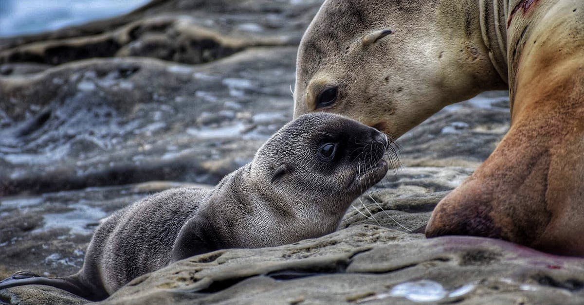 Why did Frank and birth mom not come to the wedding? - Seal and Baby Seal