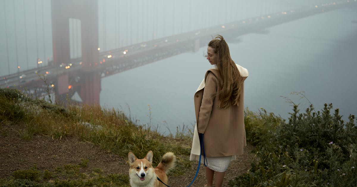 Why did Hank Hill call his dog Lady Bird? - Back view of female in coat leading Pembroke Welsh Corgi on leash while strolling on hillside near bushes and city bridge over river in fog