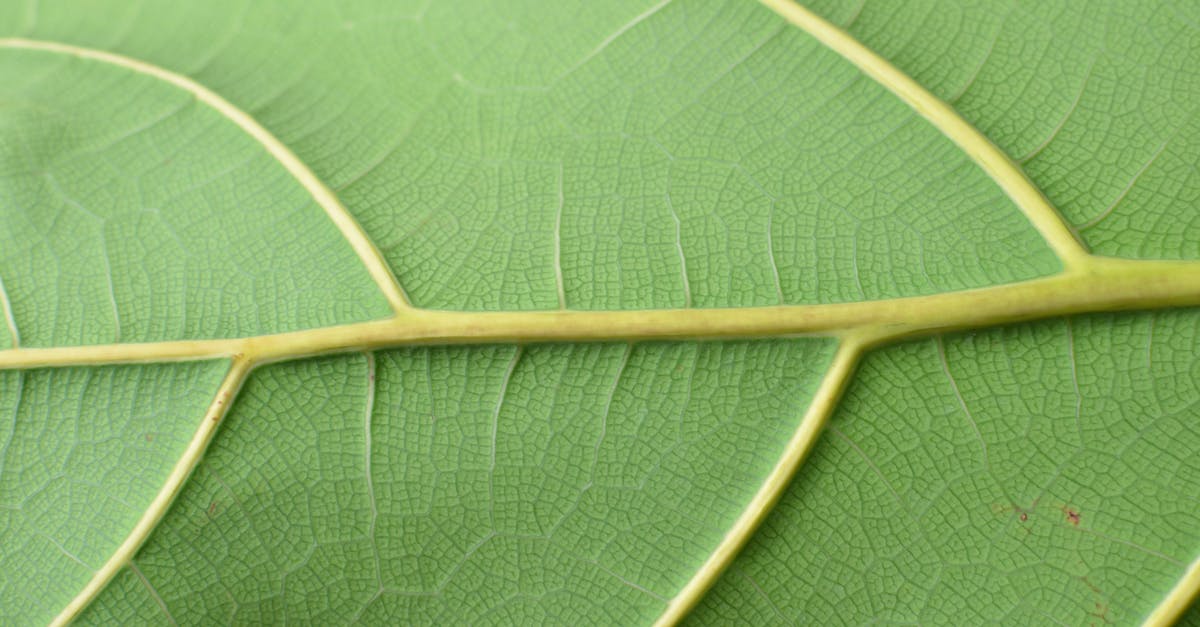 Why did Hermes leave immediately? - Textured surface of green leaf with veins