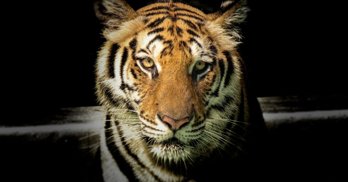 Why did James Cameron decide to give Alita big eyes? - Wildlife Photography of Tiger