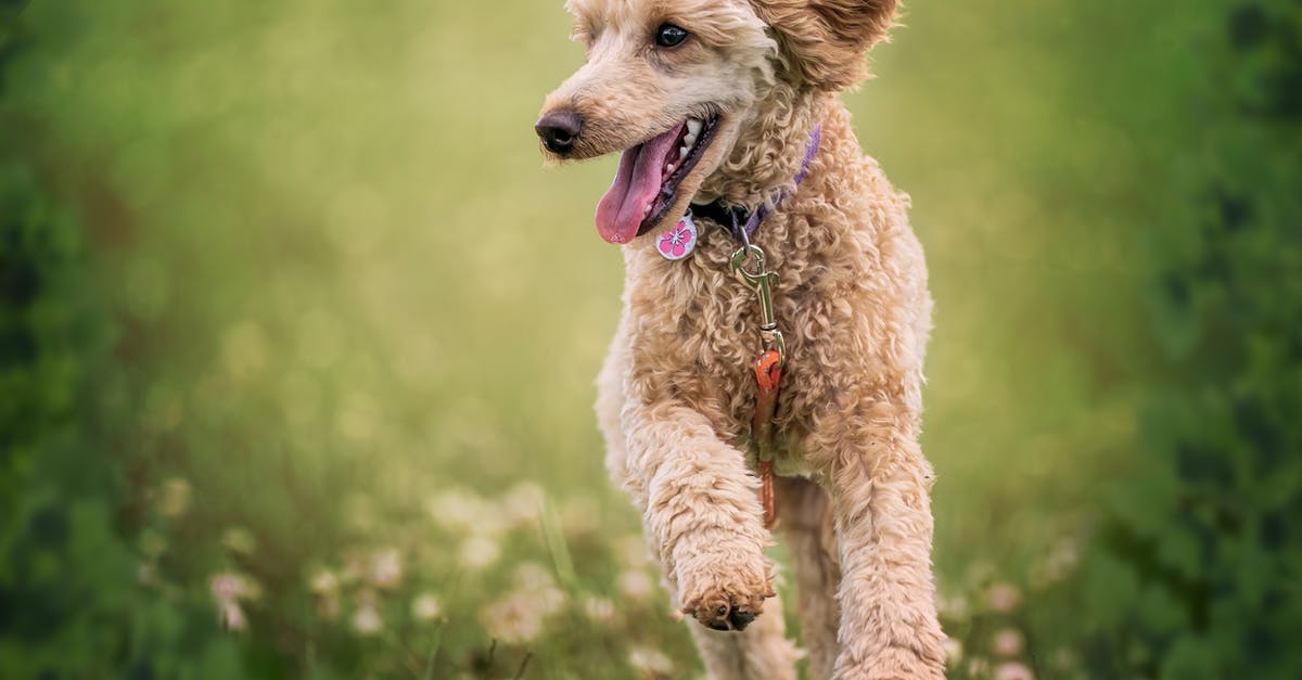 Why did Kevin's dog run away? - Adorable fluffy active Poodle dog with stylish collar running on grassy mead with tongue out on sunny day