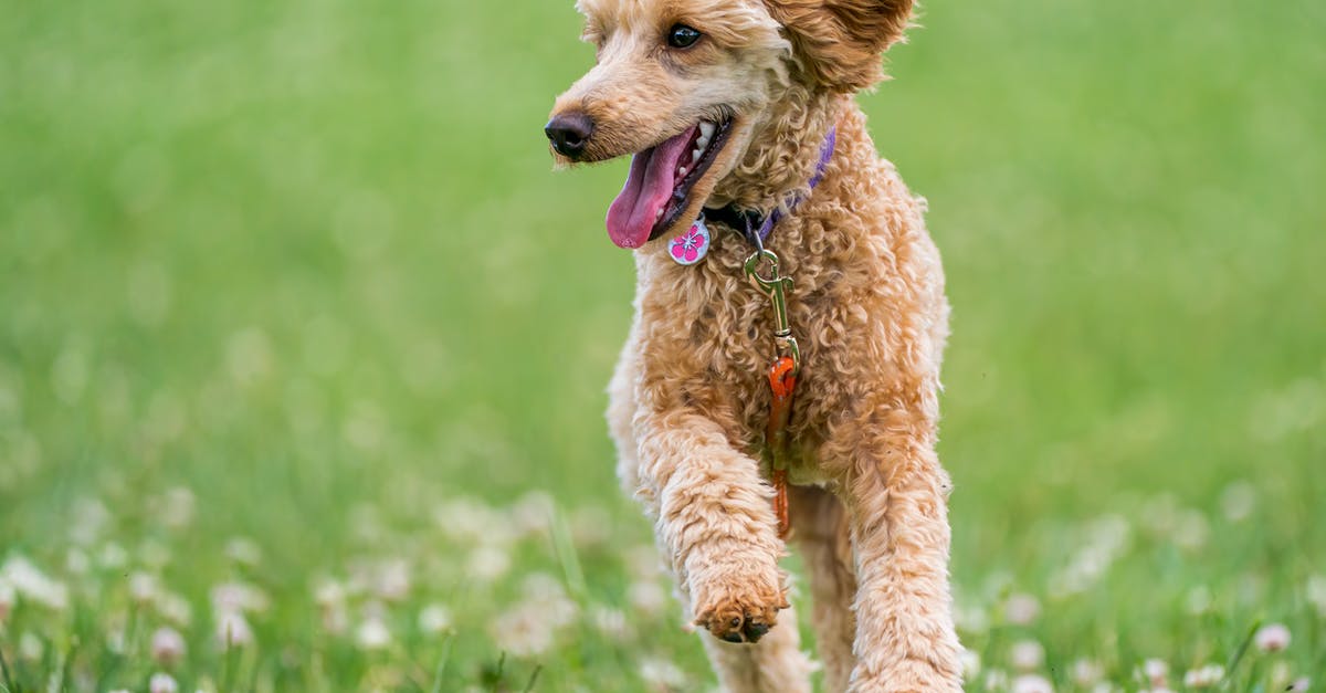 Why did Kevin's dog run away? - Adorable purebred dog with fluffy fur running with tongue out on colorful grass meadow in summertime while looking away