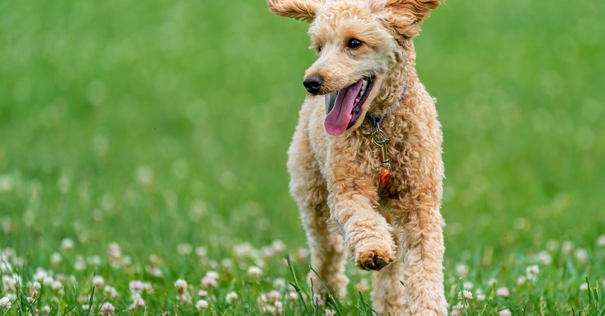 Why did Kevin's dog run away? - Content Poodle running in green field in summer