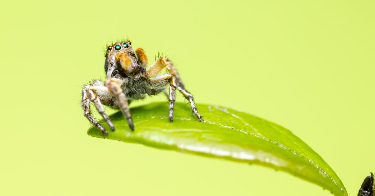 Why did Kim do this in Parasite (2019)? - Brown and Black Jumping Spider on Green Leaf